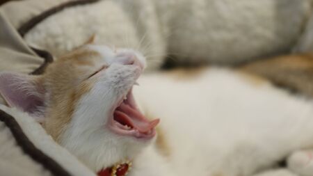 Kitten Yawningの写真素材