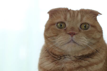 Cat faceの写真素材