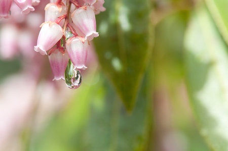 andromeda flower の写真素材