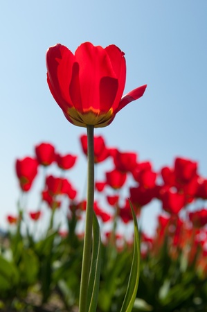 Tulip field in Skagit Valley, Washington Stateの写真素材