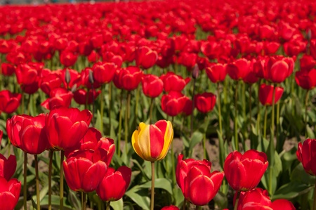 tulip field in skagit valley, washington stateの写真素材