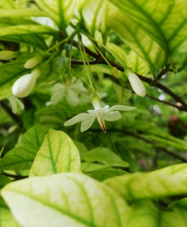 Flowerの素材