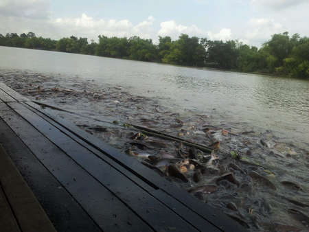 Chao Phraya Reverの素材