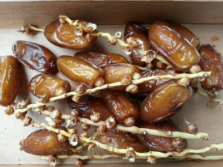 Date Palm