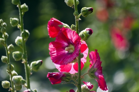 mallow flowersの写真素材