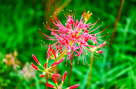 Higan flower taken from aboveの写真素材