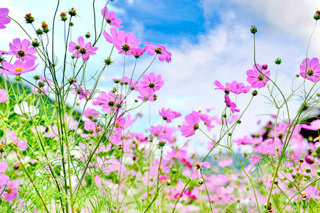 Autumn Sky and Autumn Cherry Blossomsの写真素材