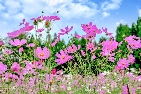 Cosmos fieldの写真素材