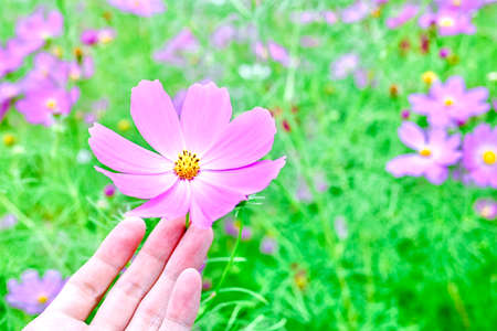 Hand-held cosmosの写真素材