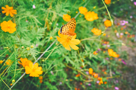 Cosmos and Butterfliesの写真素材