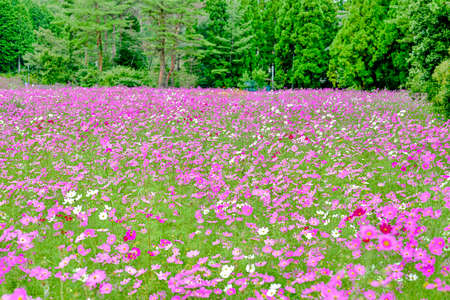 Cosmos fieldの写真素材