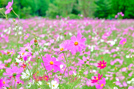 Cosmos Seasonの写真素材