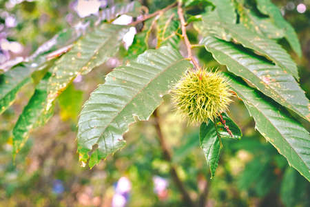 Chestnutsの写真素材