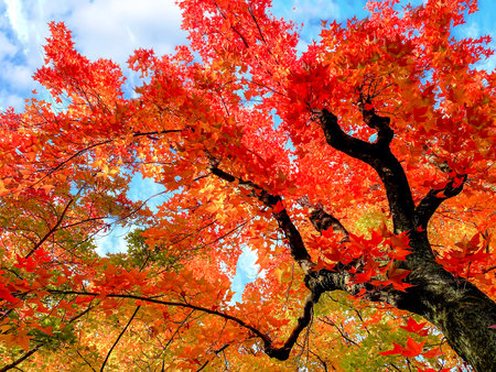 Autumn leavesの写真素材