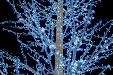 Winter Illuminationsの写真素材