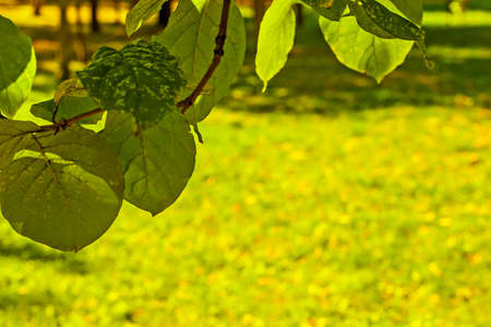 Bright green and yellow summer leaves on blurred background.の写真素材