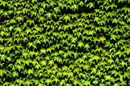 Abstract background with scrubby masonryの写真素材