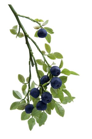 Bilberries on twig and egg white background の写真素材
