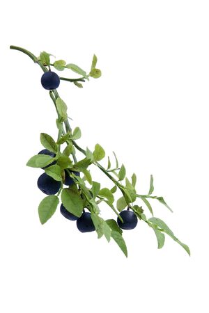 Bilberries on twig and egg white background の写真素材
