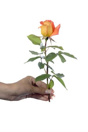 Rose in a hand isolated on white background  の写真素材