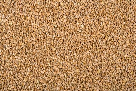 Background,fabric from cereal grains. の写真素材