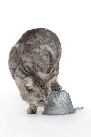 Cat with trap on white background.の写真素材