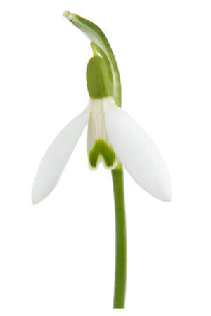 Snowdrop -Galanthus nivalis on white background.の写真素材