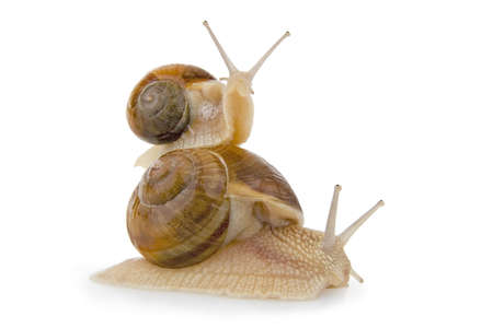 Two snail, on white background.の写真素材