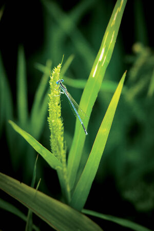Dragonfly sitting in grassy meadowの写真素材