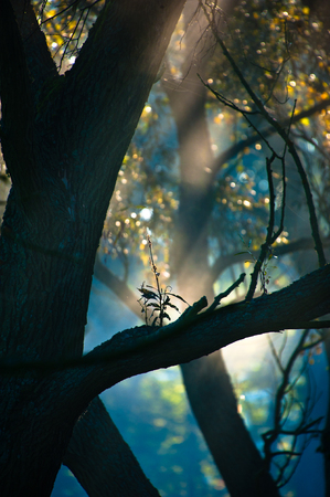 Foggy morning in a country forrestの写真素材