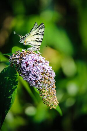 Butterfly sitting on a garden blossom above grass