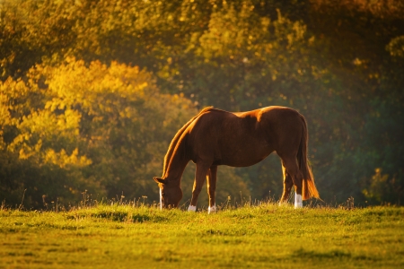 Horse in a village farm field during dawnの写真素材