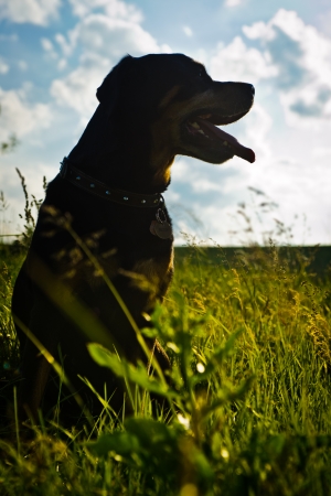 Rottweiler dog during a summer afternoon in the countryの写真素材