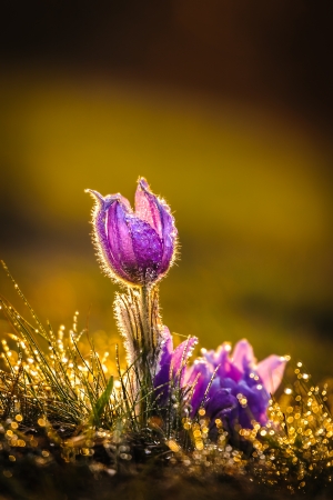 Young pasqueflower in early spring grass during sunsetの写真素材