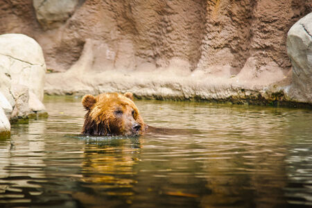 Kamchatka bear playing in water poolの写真素材