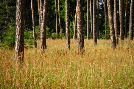 Pines risign from the grass in summer forestの写真素材