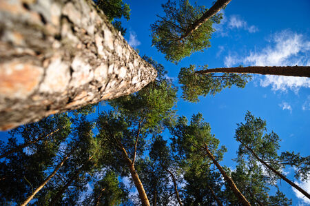 PInes in forest reaching for clouds in skyの写真素材
