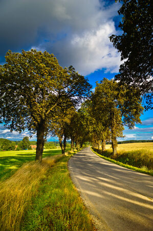 Summer evening in green and grassy fieldsの写真素材