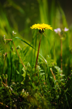 Dandelion flower rising from summer grass in summerの写真素材