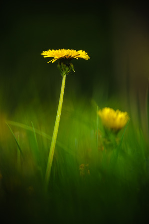 Dandelion flower rising from summer grass in summerの写真素材