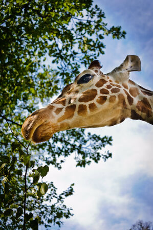 Giraffe head close-up against blue sky with cloudsの写真素材