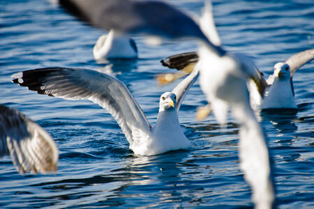 Seaguls moving on the sea levelの写真素材