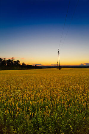 Summer evening in green and grassy fieldsの写真素材