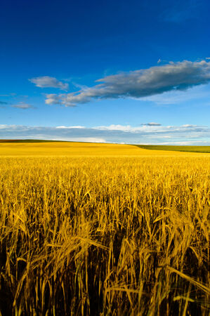 Summer field during late afternoon with cloudsの写真素材