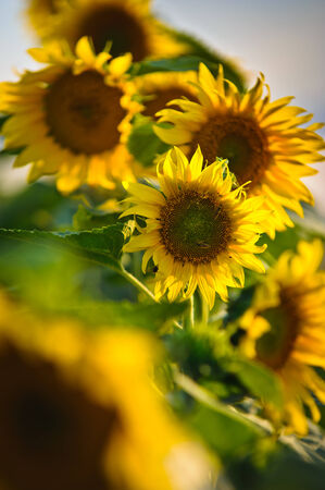 Flowers in garden during summerの写真素材