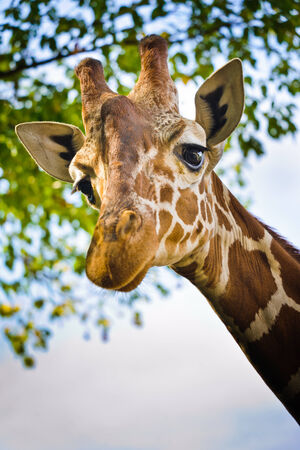 Giraffe head close-up against blue sky with cloudsの写真素材