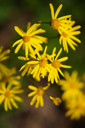 Wild blossoms during summer sunny day in natureの写真素材