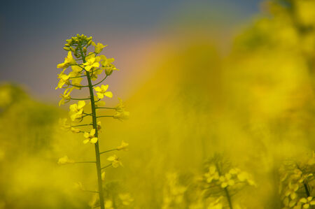 Wild blossoms during summer sunny day in natureの写真素材