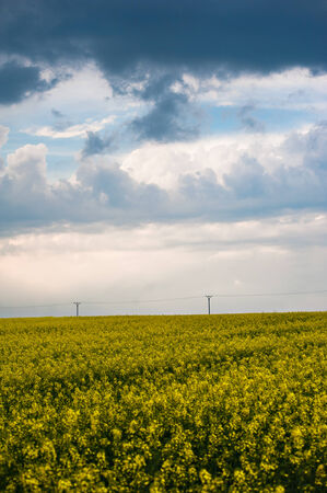 Summer field with blue sky and white cloudsの写真素材