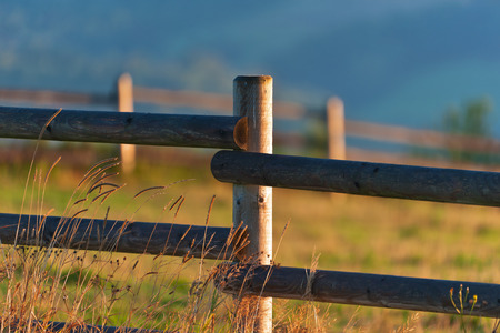 Summer morning in pasture land in mountaing detail close-upの写真素材
